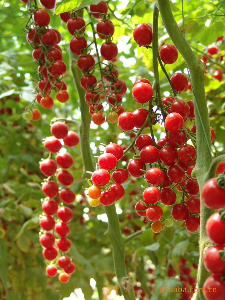【以色列海泽拉进口抗TY番茄种子,樱桃西红柿