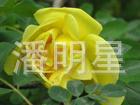 供应绿化苗木黄刺梅5-7分支黄刺玫小苗10万棵