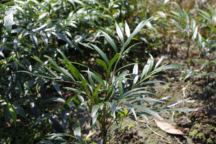 mahonia,leaf of japanese mahonia 【别名】功劳叶图片
