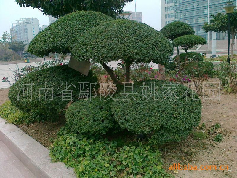批发供应小叶女贞造型树 景观树 造型树