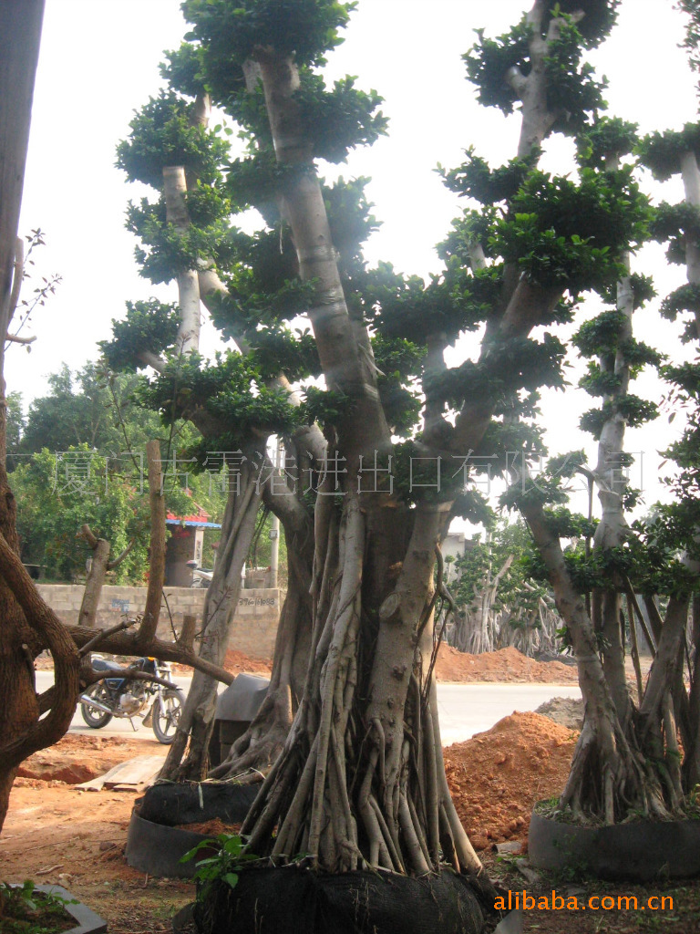 【福建省漳州树桩榕树盆景批发】