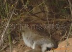兔种比利时野兔教你技术, 看看视频哦