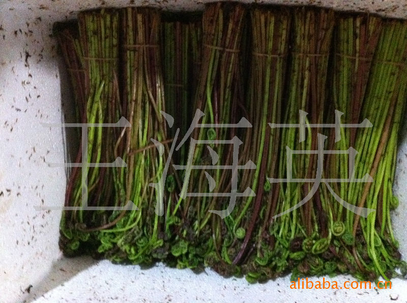 蕨菜_刺五加_黄瓜香_柳蒿芽_刺嫩芽