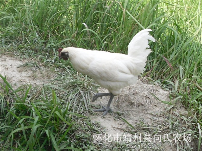 【天然鸡蛋,无公害绿色土鸡蛋,封闭式山里农场