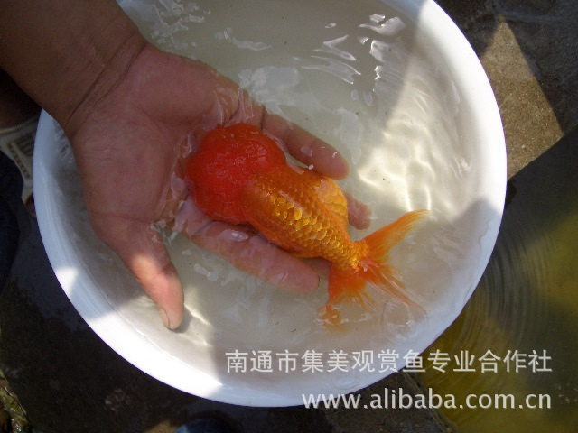 各类金鱼蝶尾寿星琉金南通龙睛视频珍珠高头集菜厨师水泡妙图片