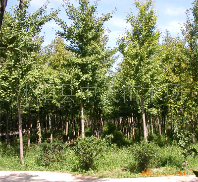 银杏树苗 白果树苗 嫁接苗 实生苗 绿化苗 工程