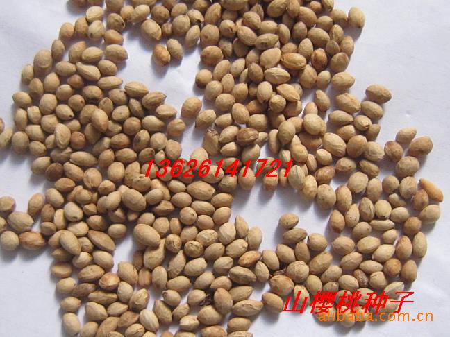 供应樱花种子,樱花树种子,樱桃种子等樱花新品种