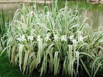 【水景园艺诚销】低价大量供应水生植物花叶芦竹（欢迎来电） 