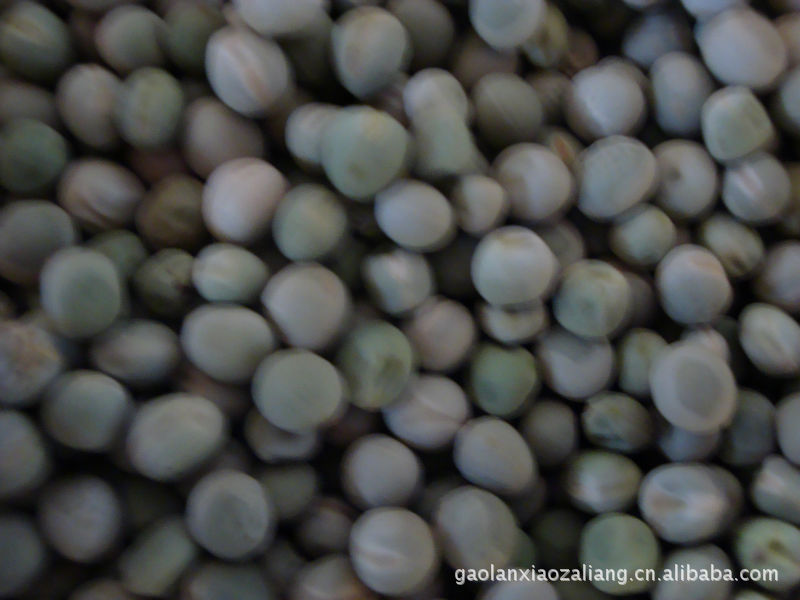 大量供应甘肃绿豌豆图片,大量供应甘肃绿豌豆