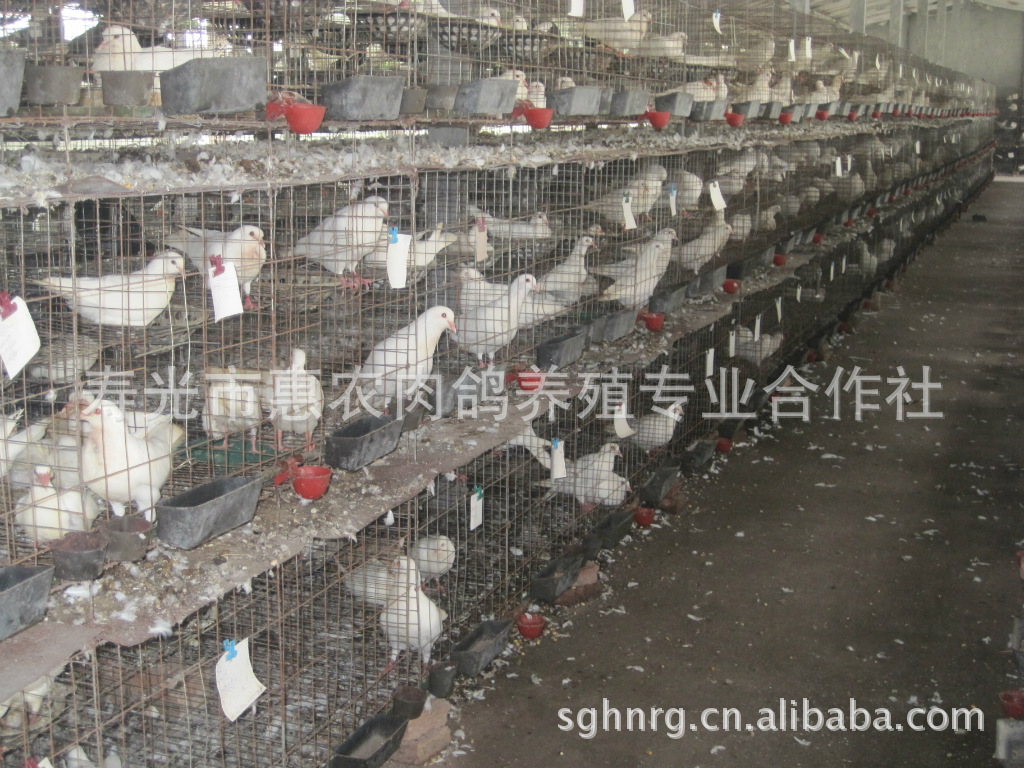 210万天价鸽与脱贫致富养 肉鸽 -中国信鸽信息