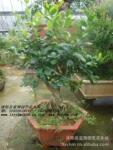 ��Ӧ �޴̹��Ǿ�Ʒ�辰 �޴��۹��辰 �޴��۹����� �޴��۹��辰