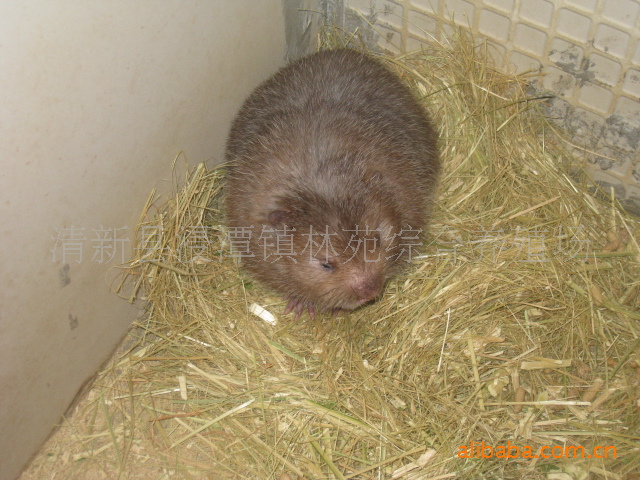 【优质竹鼠(芒鼠)种苗】价格,厂家,图片,特种畜