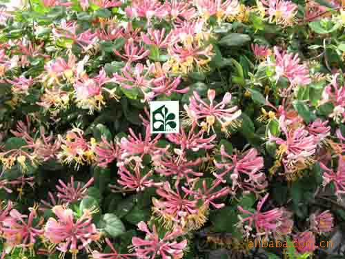 常年供应各种金银花苗木,金银花观赏花,各种绿