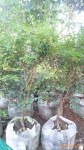 ��Ӧ�α������磨�ֳ������ѣ�