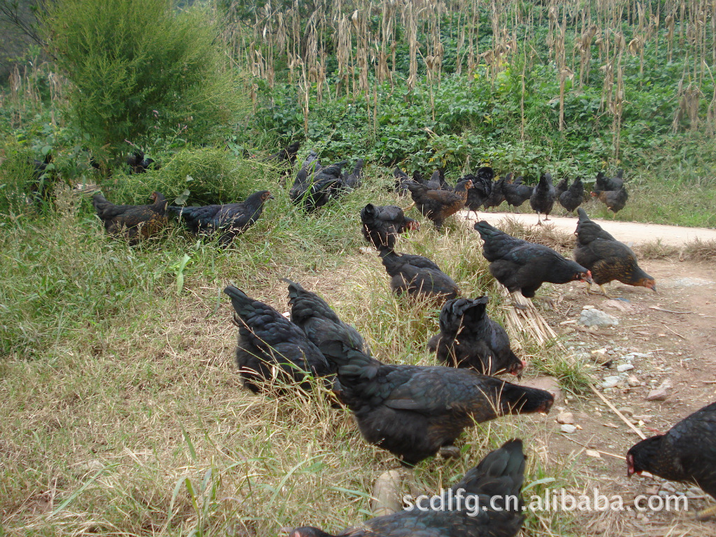 供应龙秀牌土鸡蛋 雪佛黑土鸡 农副产品 绿色食