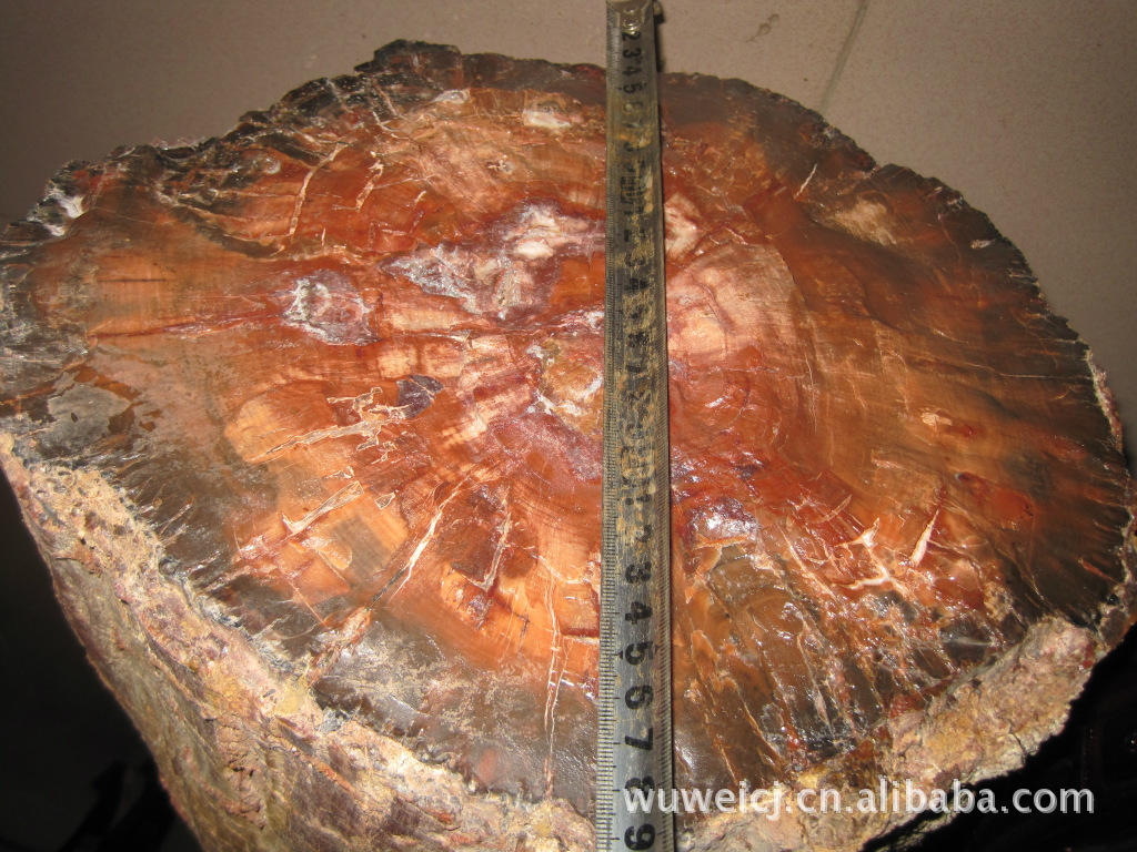 红色树化玉 木化石 硅化木带树杈 年轮清晰 表皮完整 2011996