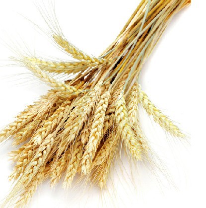 【【大量供应】 江苏 混合弱筋优质红麦 小麦质