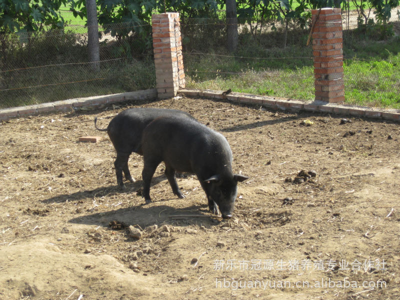 大量供應吃草 野豬 商品豬 成年豬