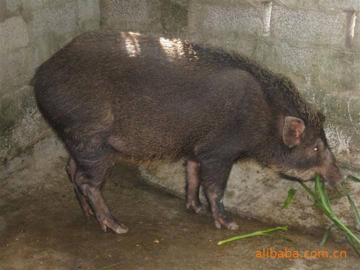 特种经济动物养殖 野猪 特种野猪 猪肉 绿色猪肉