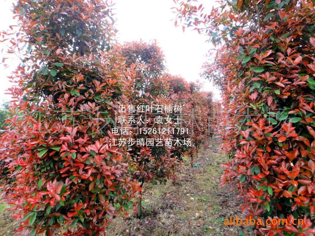 供应苗木红叶石楠球,石楠树,红叶石楠小苗,楠种子批发