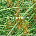 苏北园林  供应灯芯草 