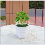 小柠檬草 高仿真迷你塑料小植物 小盆景