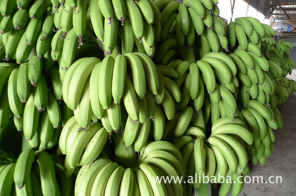 供应新鲜香蕉,广东汕头香蕉收购代理_华夏大蒜