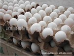 大量供应：鹅种蛋，双黄蛋，菜蛋* 