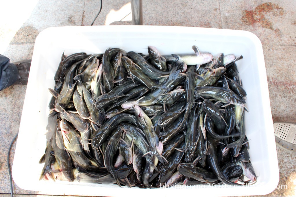 【各种规格黄桑】价格,厂家,图片,鱼类,湖北新光生态农业开发股份有限公司-马可波罗网