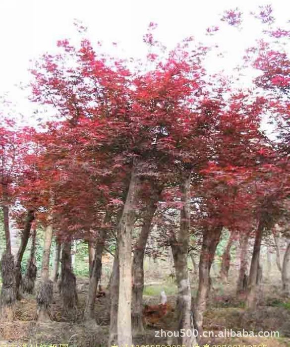乔木-移栽5年直径<em>20</em>紫叶李<em>高杆女贞</em>行道树,小