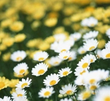 90后看,混社会的花老大