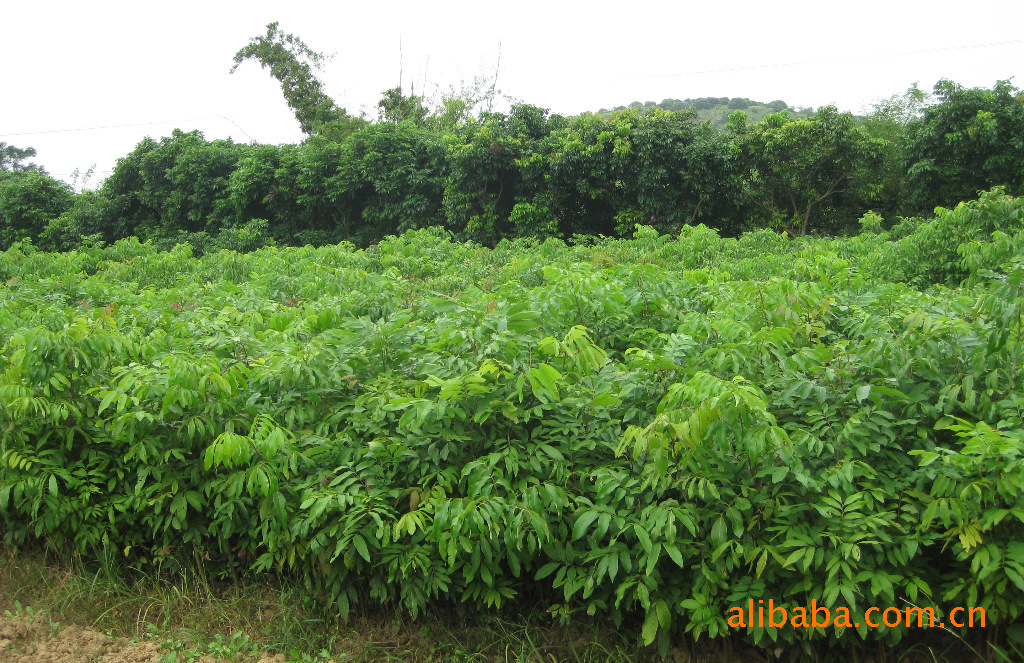 水果种子、种苗-荔枝苗,龙眼苗.等果苗销售-水