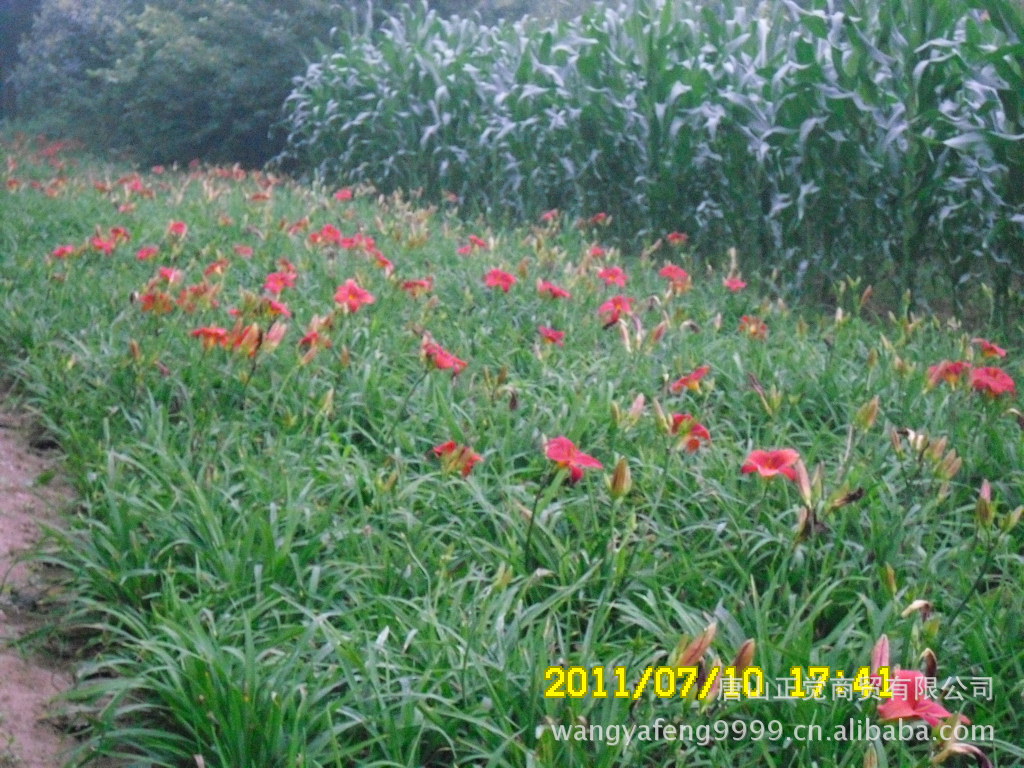 滦县正觉宿根花卉基地夏日酒红萱.