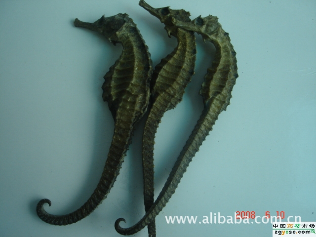 【批发供应海马中药动物原药材】