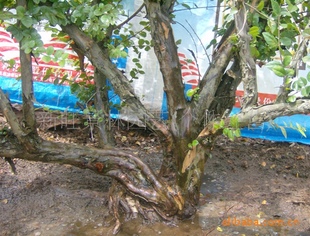 盆景-出售广西金雀梅、雀梅树盆景、雀梅树苗