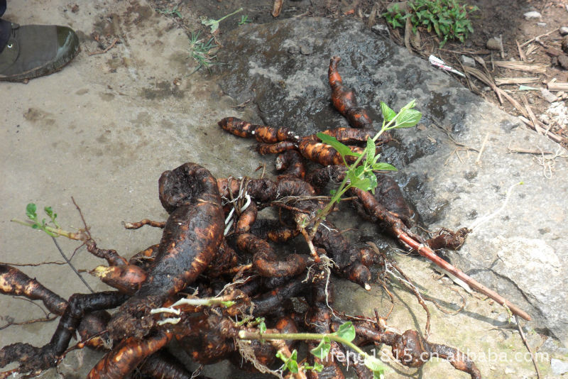 【真正的 野生飞来鹤、隔山消、隔山撬、野红