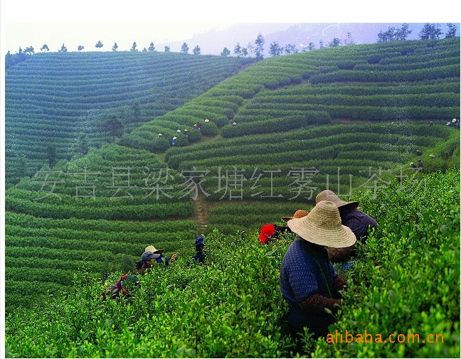 【供应安吉特产白茶 中秋礼品高档礼盒】价格