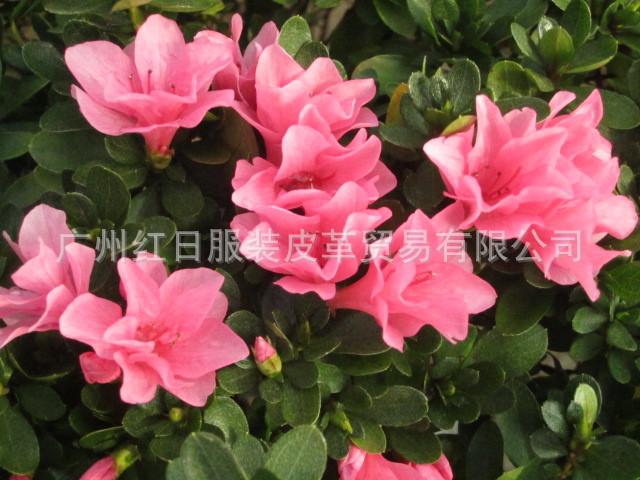 广州大量批发年花供应室内盆景花卉粉珍珠造型