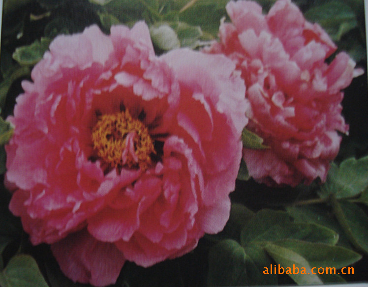 精品牡丹:大胡红【红色系】传统品种,花大色艳,适宜春节催花