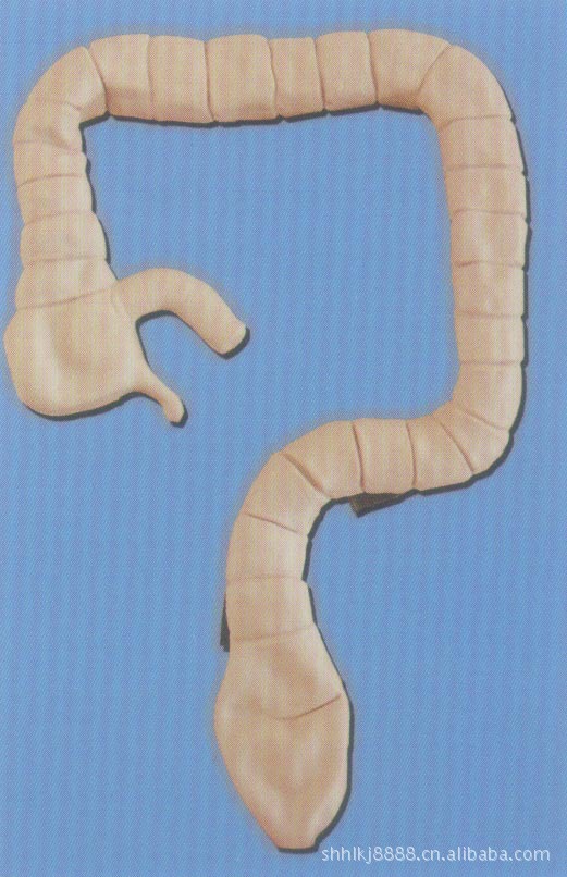 乙状结肠镜检查模型 图片