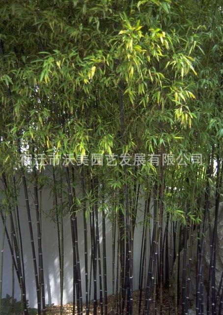 紫竹,紫竹苗,黑竹苗,别名黑竹,紫竹基地,沭阳竹子