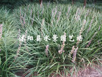 供应兰花三七 
