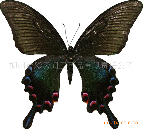 大量优质蝴蝶标本 幻紫斑蝶,工艺原料价格\/批发
