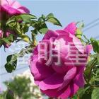供应绿化苗木四季玫瑰粉红花红玫瑰多季玫瑰
