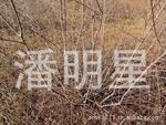 供应东北红叶树种拧劲槭4公分以上适合庭院街道栽种