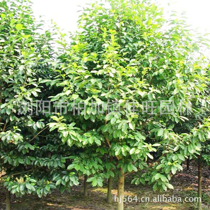 供应优质乐昌含笑、乐昌含笑树、乐昌含笑苗木