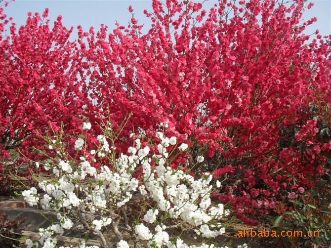 (图3为满天红观赏花桃,特点:重花瓣,重红色,美观大方,是城市绿化美化