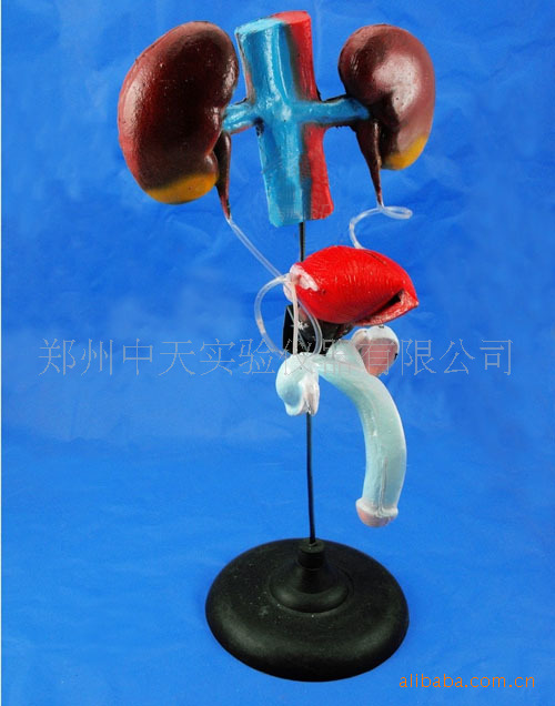 初中生物生殖系统资料