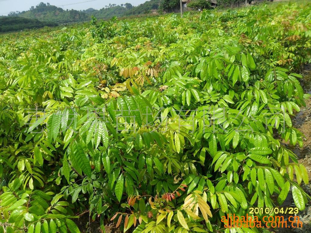 广东惠州龙眼苗供应商生产供应商:供应龙眼苗