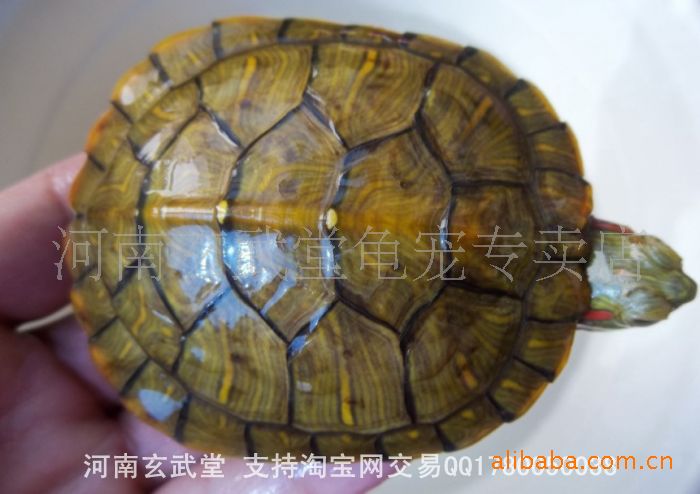 【夫妻黄金巴西龟红耳龟水龟小乌龟宠物龟全国